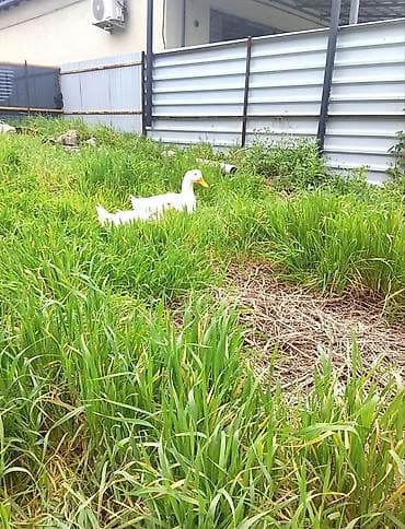 утка дикий: Домашние утки белой породы (2 продаю срочно головы) - Порода: белая — 5