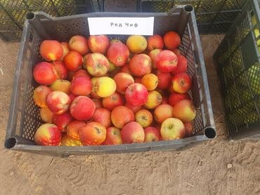 яблоко сочные: Яблоки Оптом — 12