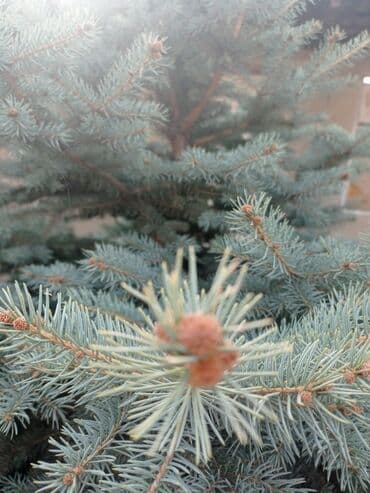 купить семена цветов в бишкеке: Көчөттөр дарактардын: Карагайлар — 2