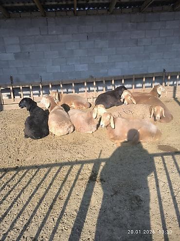 британская кошка цена бишкек: Продаю | Овца (самка), Ягненок | Арашан | Для разведения | Ярка — 2