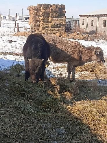 эр току: Продаю | Бык (самец) | На откорм — 1