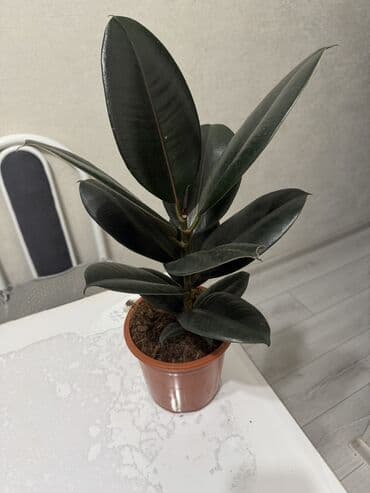 цветы гвоздика: Пальмы(Хомедория),замиокулькасы(доллар) Зензи,черный доллар,зеленый — 6