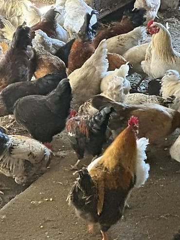 козу сатылат: Сатам | Тооктор | Үй | Көбөйтүү үчүн — 9