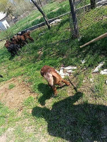 фландр кролик: Продаю | Ягненок | Для разведения — 2