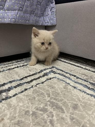 шатландские кошки: Котята шотландские вислоухие приученные к лотку — 1