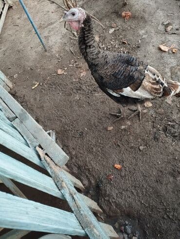 продаю дом иссык куле: Номер, 2500 ЦО Фонтан, Балыкчы, Бильярд — 1