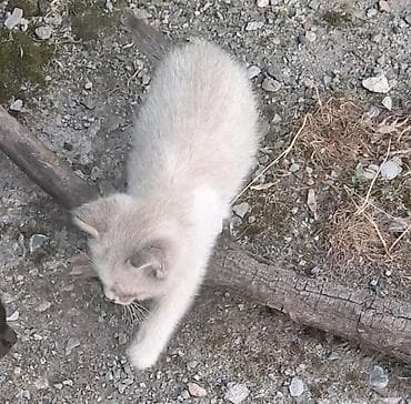 SOS! Малыши-котята оказались в гараже. Спасите их, пожалуйста!