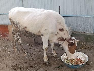 куна: Продаю | Корова (самка), Тёлка, Музоо, торпок | Алатауская | Для разведения — 7