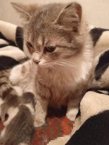 кошка купить бишкек: Отдам/продам кошку с котятами 🐱 Кошка родила 3 котят (возраст 3,4 — 2