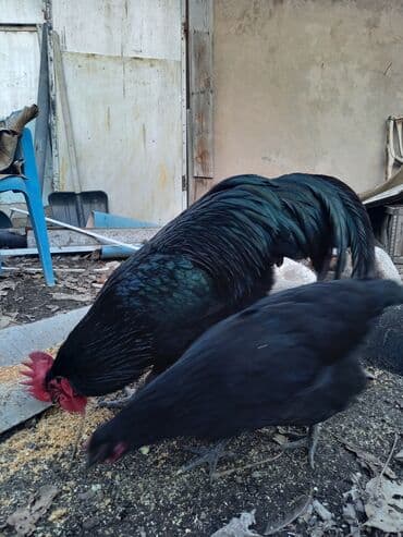 куры г ош: Продаю | Куры | Домашняя | Для разведения — 3