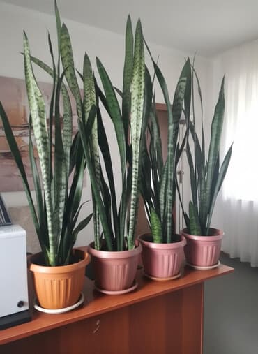 Продаются цветы - денежное дерево, сансевиерия, алоэ : 300 - 1200