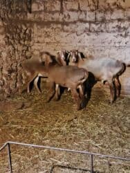 кролик декоративный: Продаю | Баран (самец) | На забой | Племенные — 3