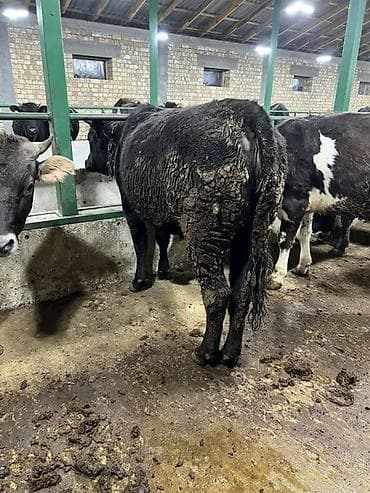 куплю корову на мясо: Продаю | Тёлка | Швицкая | На откорм, На забой | Привязанные — 7