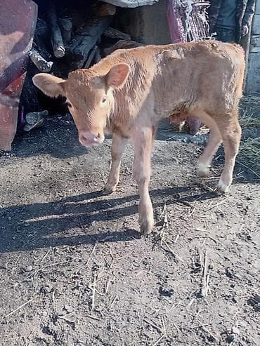 ангус порода: Продаю | Музоо, торпок | Полукровка | На откорм — 4