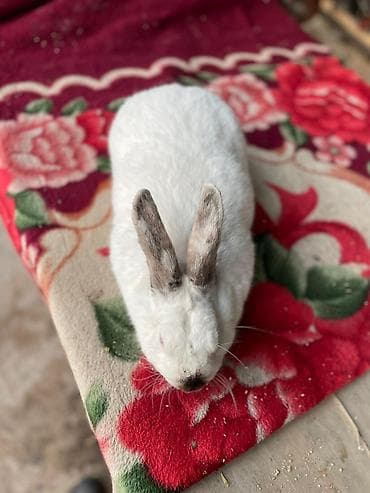 Продаю | Кролик самец | На забой, Для разведения at lalafo.kg Продаю | Кролик самец | На забой, Для разведения