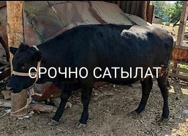 бычки ангус: Продаю | Тёлка | Абердин-ангус, Ангус | Для разведения | Не стельные — 1
