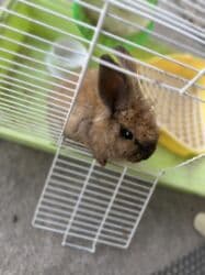 кролики декоротивные: Пухлый декоративный кролик (порода типа «львиная голова») в комплекте — 2