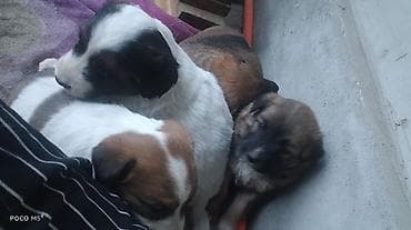 русский черный терьер: Отдам щенят. Порода метис,но отец овчарка, крупная порода,и поэтому — 6