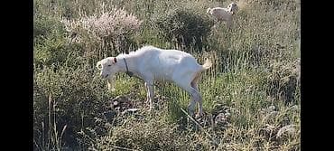 шотландская вислоухая кошка фото цена: Продаю | Козёл (самец) | Зааненская | Для разведения | Племенные, Осеменитель — 3