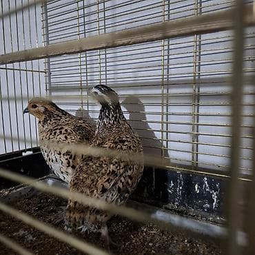 ракы: Вингирская курапатка 1500сом за пару,только начали нести яйца. - — 7