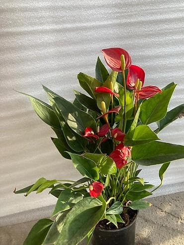 Комнатные растения: 💐Женское счастье белок по 1000с, 💐красное мурское счастье по 1000с — 8