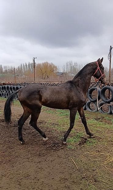 ат така: Продаю | Конь (самец), Жеребец | Для разведения, Конный спорт | Племенные, Осеменитель — 7