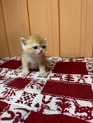 британская длинношёрстная кошка: Открыто бронирование Британские котята, окрас золотой шиншилла — 4