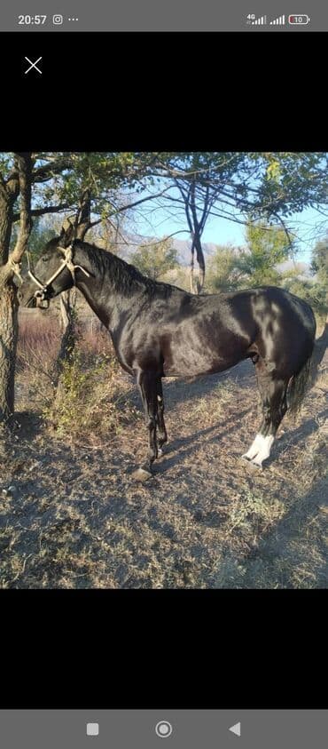 продажа охотничьих собак: Продаю | Кобыла (самка) | Для разведения — 1