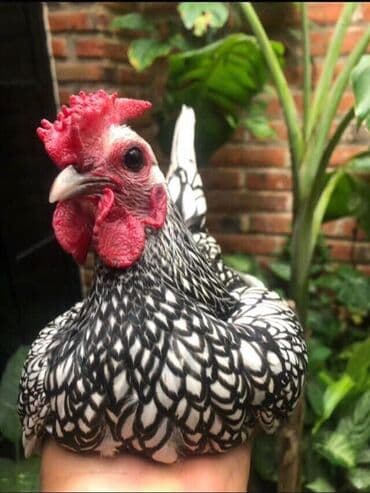 Грызуны: Продаю | Куры, Петух — 2