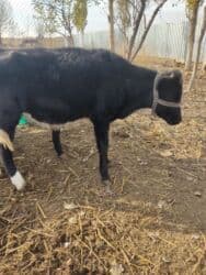 домик для кошки многоуровневый: Сатам | Кунаажын | Көбөйтүү үчүн — 6