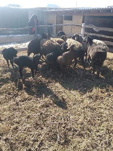 Продаю | Овца (самка), Ягненок, Баран (самец) | Для разведения | Котные, Матка, Ярка