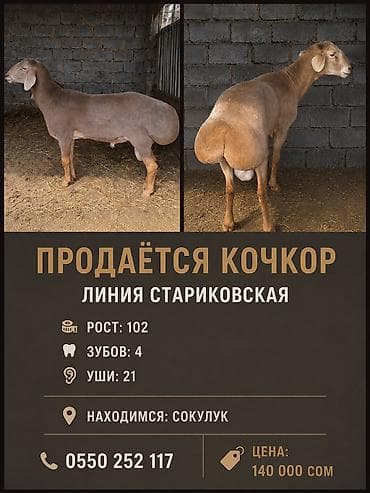 ош кой: Продаю | Баран (самец) | Арашан | Для разведения — 1