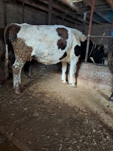 Собаки: Продаю | Корова (самка) | Для молока | Привязанные — 5
