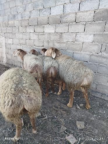 цепи для животных: Продаю | Овца (самка) | Для разведения | Ярка — 4