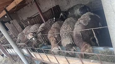 Ветеринар кызматы: Сатам | Кочкор (эркек) | Арашан | Көбөйтүү үчүн | Асыл тукумдуу, Жасалма жол менен боозутуу — 5