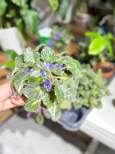 диффенбахия купить: Цветы низкий цены! От 200 сом выше Диффенбахия (Dieffenbachia) в — 12