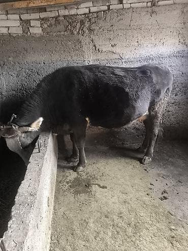 туша барана: Продаю | Бык (самец) | На откорм | Привязанные — 2