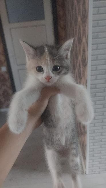 Отдам даром кошку: Котята-домоседы, короткошёрстные, забавного окраса. Описание: - — 1