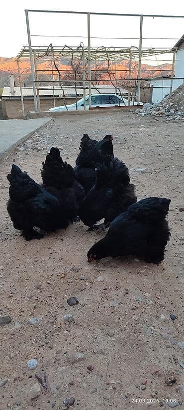 Продаю | Куры | Кохинхин | Для разведения