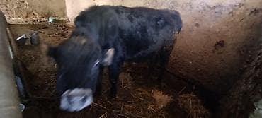 бельгийские бычки: Продаю | Бык (самец) | Швицкая — 3