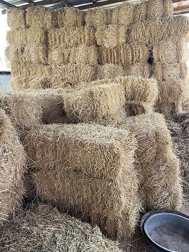 белая крыса: Солома в тюках продаю ячменную салому 100-120 тюков тюки все большие — 1