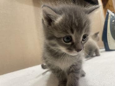 котяты: Кошка даром: Беспородная, 1 месяц, Мальчик, Метис — 4