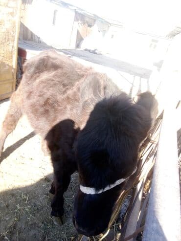 племенные коровы молочные купить: Продаю | Тёлка | Абердин-ангус, Швицкая | Для разведения, На откорм, Для молока | Привязанные, Осеменитель — 4