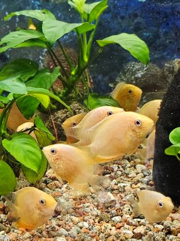 вислоухие котята бишкек цена: Цихлиды-подростки оптом! - бирюзовая акара - голубой дельфин - — 2