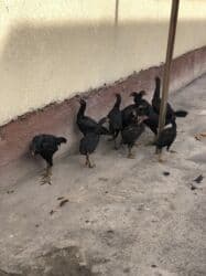 Собаки: Продаю | Петух | Дакан | Для боев — 1