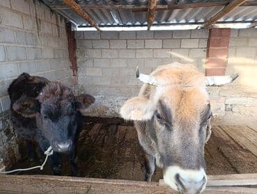 меронос кой: Продаю | Тёлка, Музоо, торпок | На откорм, Для разведения, Для молока — 4