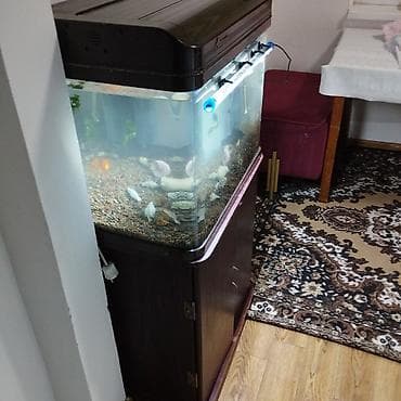 Услуги ветеринара: Аквариумный комплектован тумбой 90л дополнительно продаю кампрессор — 3