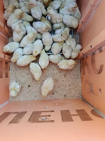 Продаю | Цыплята | Бройлерная | На забой