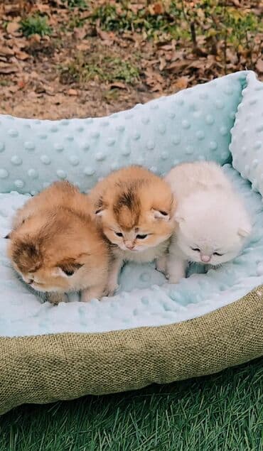 порода кошек вислоухая: Предлагаем для бронирования чистопородных малышей. Окрас: золотая и — 9