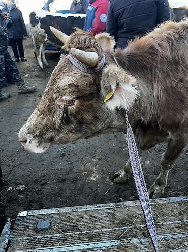продаю птиц: Продаю | Корова (самка) | Для разведения | После отела — 1